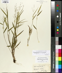 Panicum scabriusculum image
