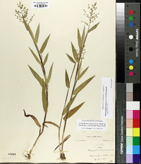 Panicum portoricense image