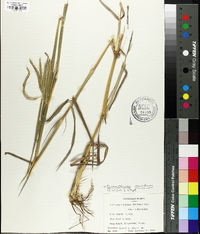 Dichanthium annulatum image