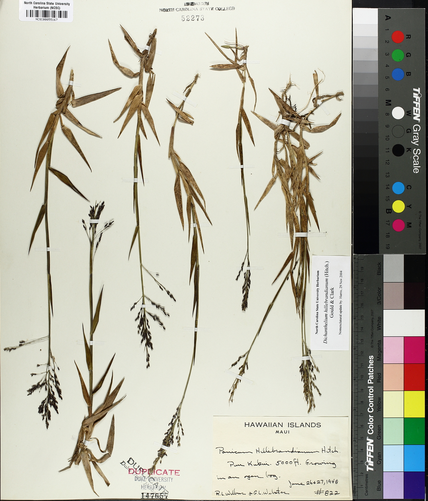 Dichanthelium hillebrandianum image