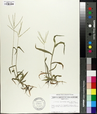 Digitaria filiformis image