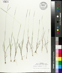 Digitaria filiformis image