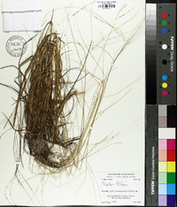 Digitaria filiformis image