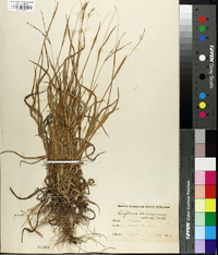 Digitaria ischaemum image