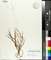 Digitaria filiformis image