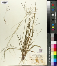 Digitaria villosa image