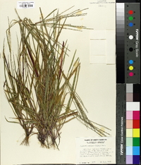 Digitaria villosa image