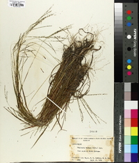 Digitaria villosa image