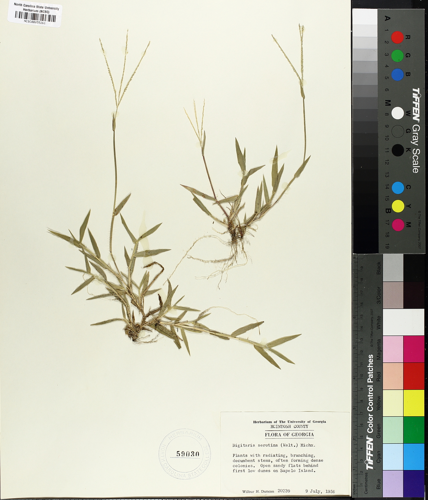 Digitaria serotina image