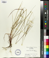 Digitaria villosa image