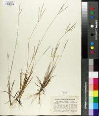 Digitaria filiformis image