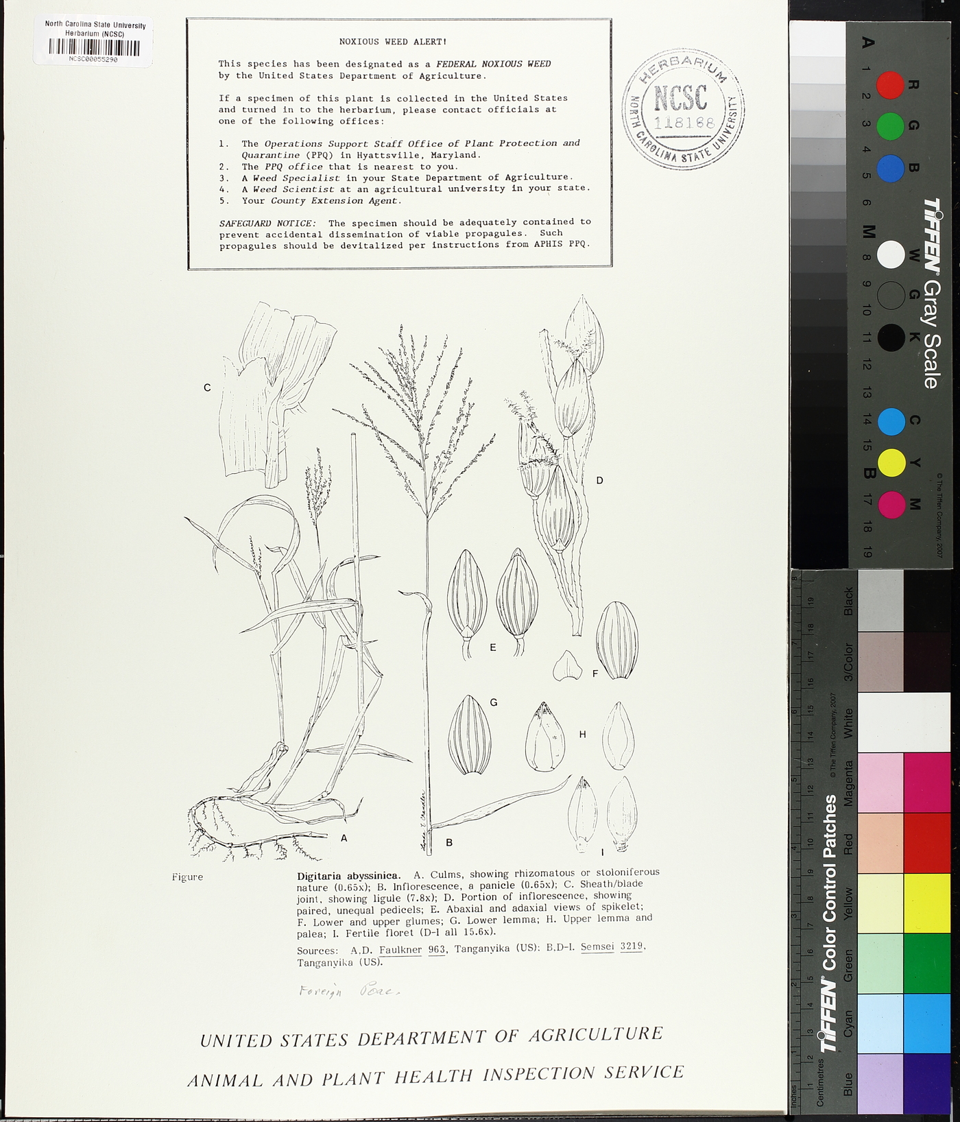 Digitaria abyssinica image