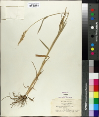 Echinochloa colona image