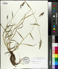 Echinochloa colona image