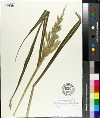 Echinochloa walteri image