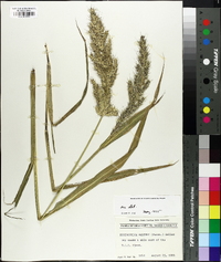 Echinochloa walteri image