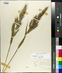 Echinochloa walteri image