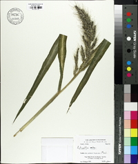 Echinochloa walteri image