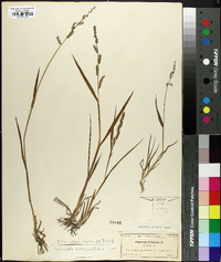 Echinochloa colona image