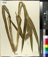 Echinochloa walteri image