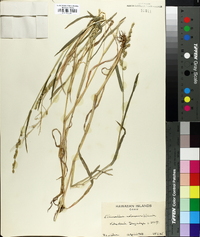 Echinochloa colona image