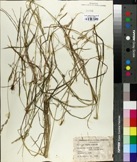 Echinochloa colona image