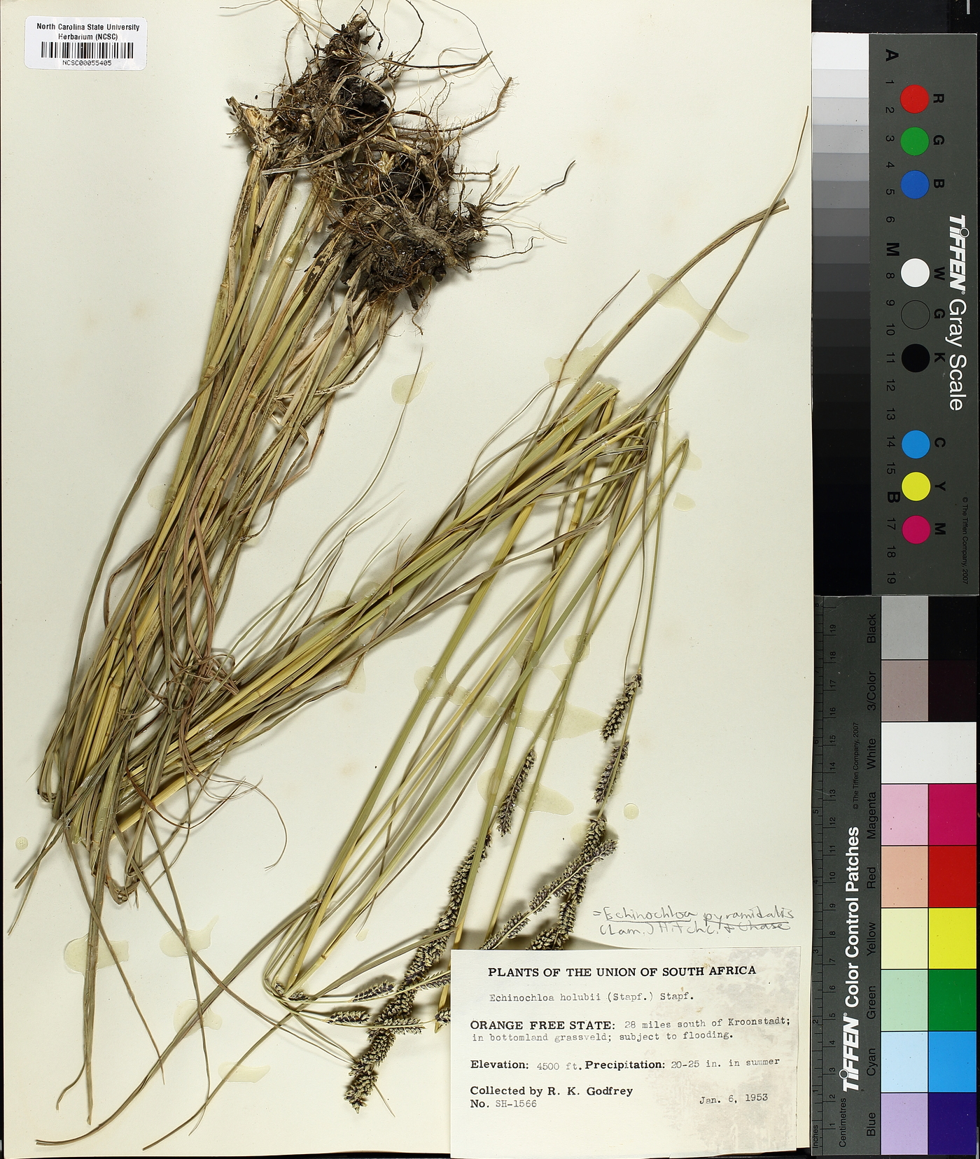 Echinochloa pyramidalis image