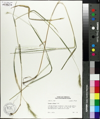 Elymus villosus image