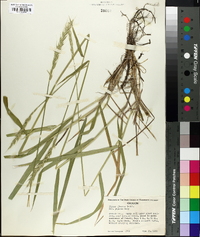 Elymus glaucus image