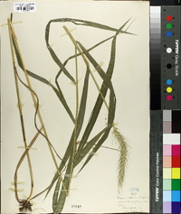 Elymus riparius image