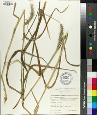 Elymus riparius image