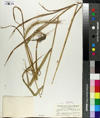 Elymus riparius image