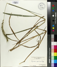 Elymus riparius image