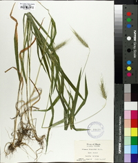 Elymus villosus image