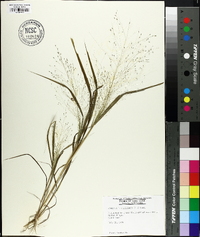 Eragrostis capillaris image