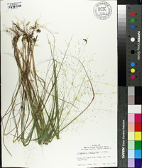 Eragrostis capillaris image