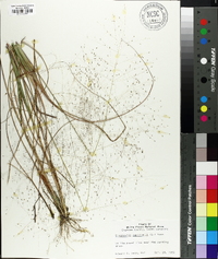 Eragrostis capillaris image