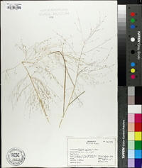 Eragrostis capillaris image