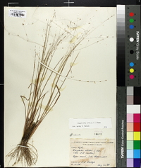 Eragrostis elliottii image