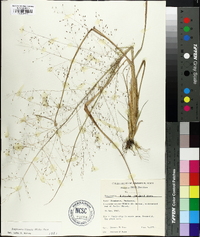 Eragrostis hirsuta image