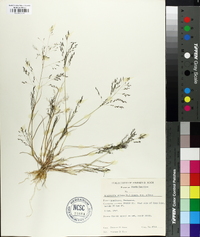 Eragrostis pilosa image