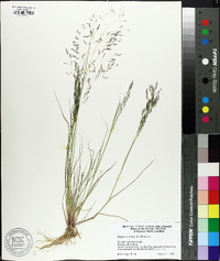 Eragrostis pilosa image