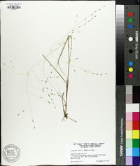 Eragrostis refracta image