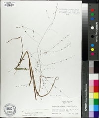 Eragrostis refracta image