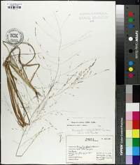 Eragrostis refracta image