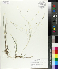 Eragrostis refracta image