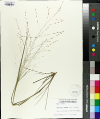 Eragrostis refracta image