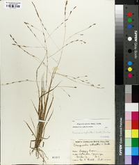 Eragrostis refracta image