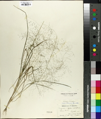 Eragrostis capillaris image