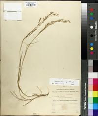 Eragrostis cumingii image